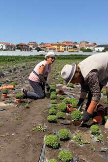 Produção de Manjericos em Pedrouços